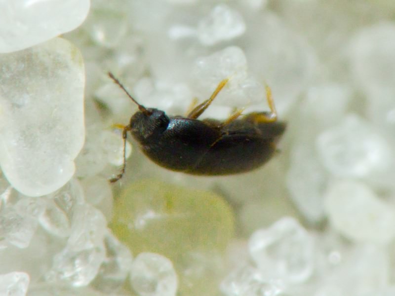 Acrotrichis Motschulsky, 1848